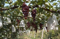 �A͢�ƽѣ����n�������������ѾƵ���Դ����